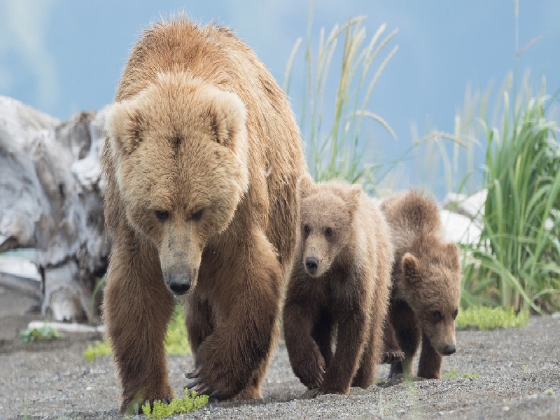 试管移植可以吃带鱼,中二试管流程